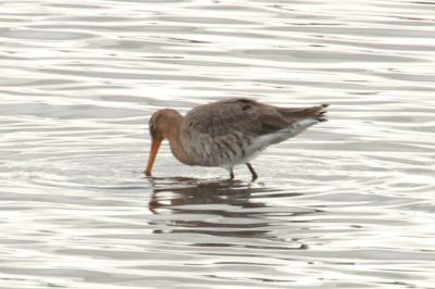Limosa limosa