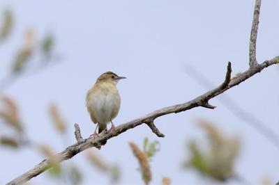 Cisticola juncidis