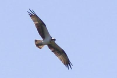 Pandion haliaetus