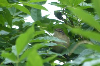 Phylloscopus collybita