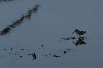 Gallinago gallinago