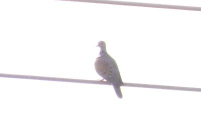 Streptopelia turtur