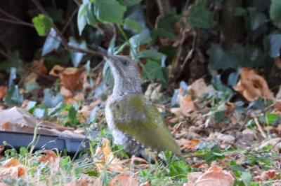 Picus viridis