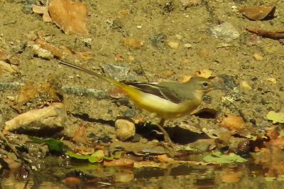 Motacilla flava