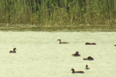Podiceps cristatus