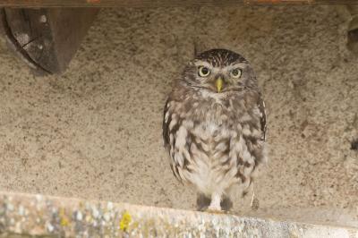 Athene noctua
