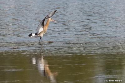 Limosa limosa