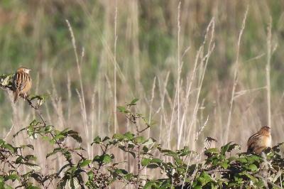 Cisticola juncidis