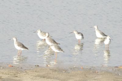 Tringa erythropus