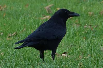 Corvus corone