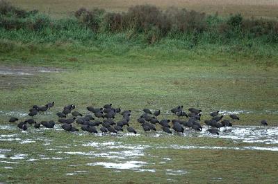 Fulica atra