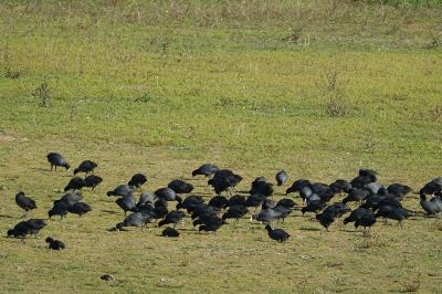 Fulica atra