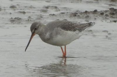Tringa erythropus