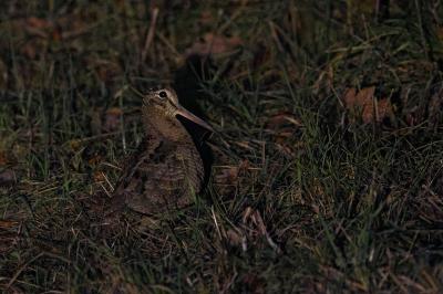 Scolopax rusticola