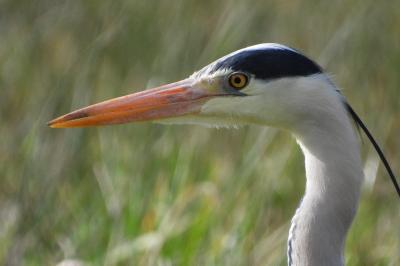 Ardea cinerea