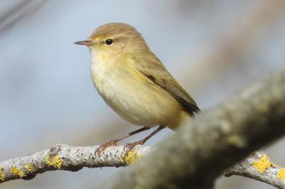 Phylloscopus collybita