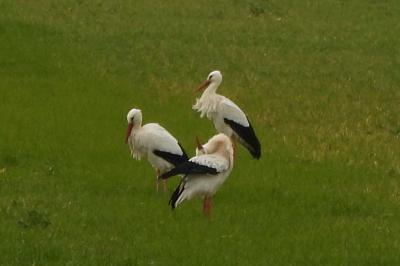 Ciconia ciconia