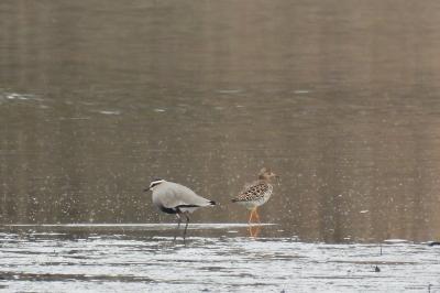 Vanellus gregarius