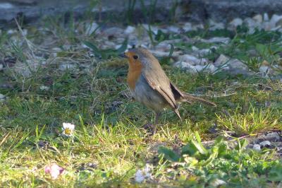 Erithacus rubecula