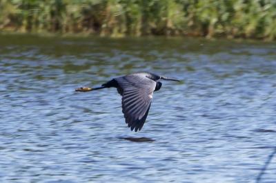 Egretta gularis