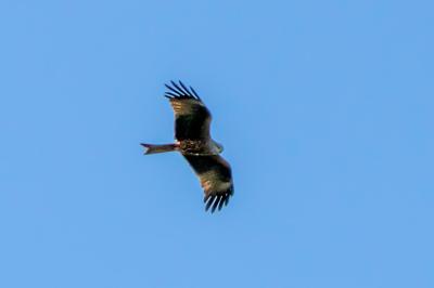Milvus milvus