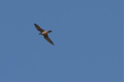 Falco subbuteo