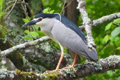 Nycticorax nycticorax
