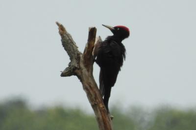 Dryocopus martius