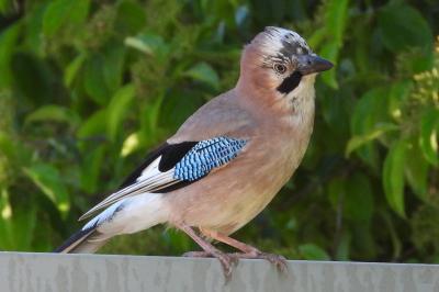 Garrulus glandarius