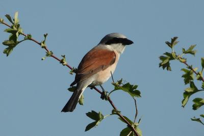 Lanius collurio