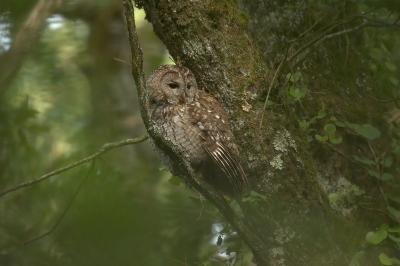 Strix aluco