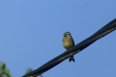 Emberiza cirlus