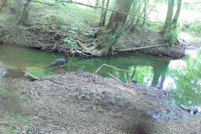 Cigogne noire