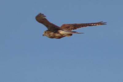 Faucon crécerelle