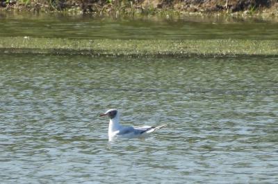 Mouette rieuse
