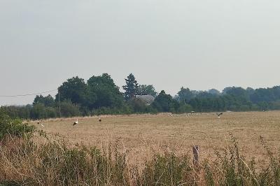 <i>Héron garde-boeufs / Aigrette garzette</i>