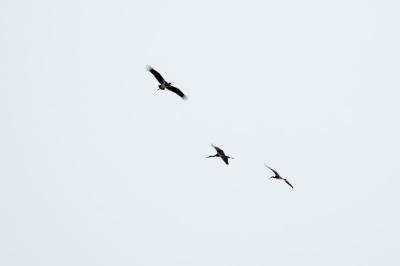 Cigogne noire