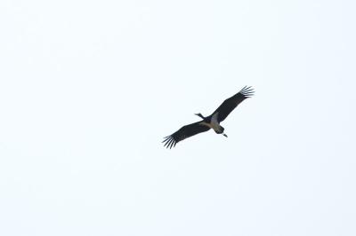 Cigogne noire
