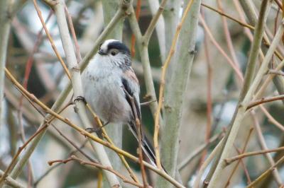 Aegithalos caudatus