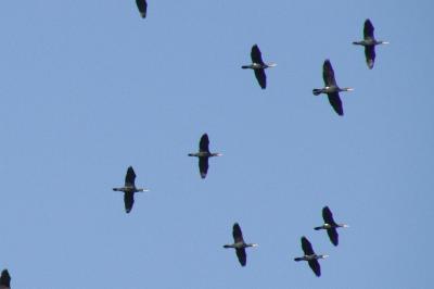 Phalacrocorax carbo