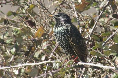 Sturnus vulgaris