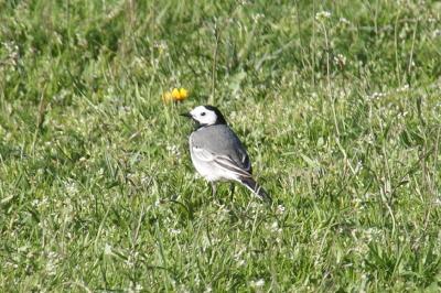 Motacilla alba