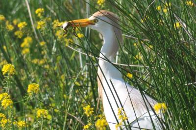 Bubulcus ibis