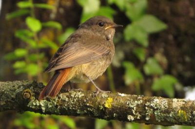 Phoenicurus ochruros