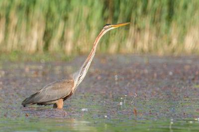 Ardea purpurea