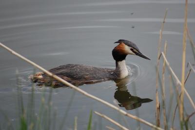Podiceps cristatus