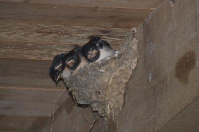 Hirundo rustica