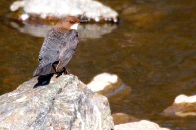 Cinclus cinclus