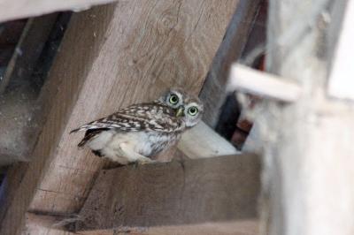 Athene noctua