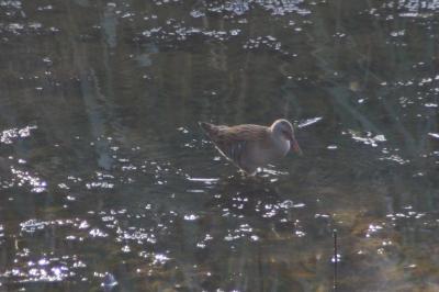 Rallus aquaticus
